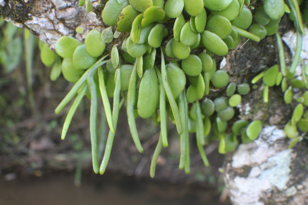 Pyrrosia heterophylla  (L.) M.G.Price